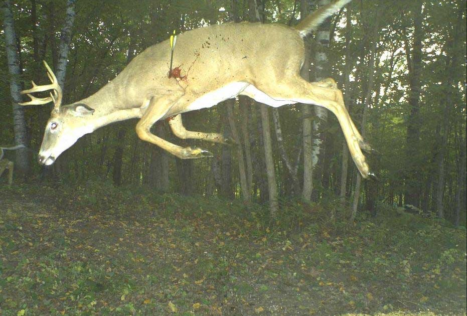 Whitetail Deer Passion Is this for real?