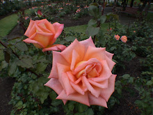 Une rose pour Céline, Manon et Corinne