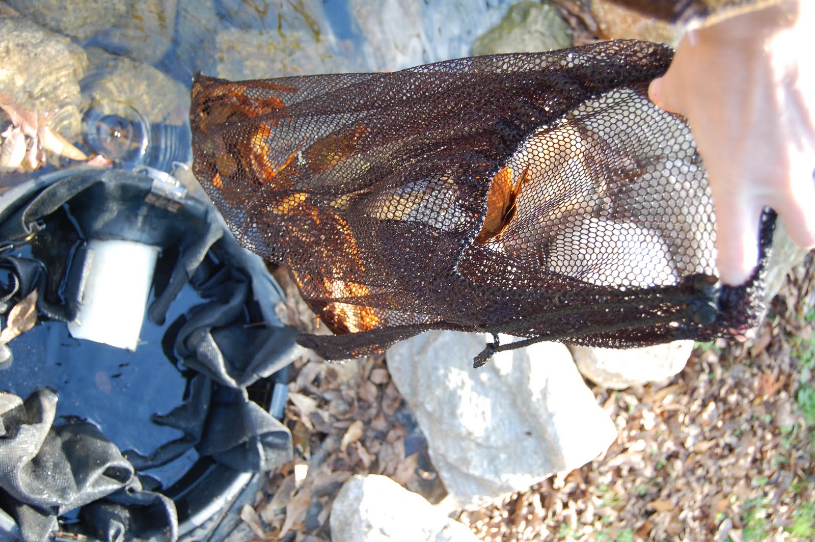 koi-pond-skimmer-guard-10.jpg
