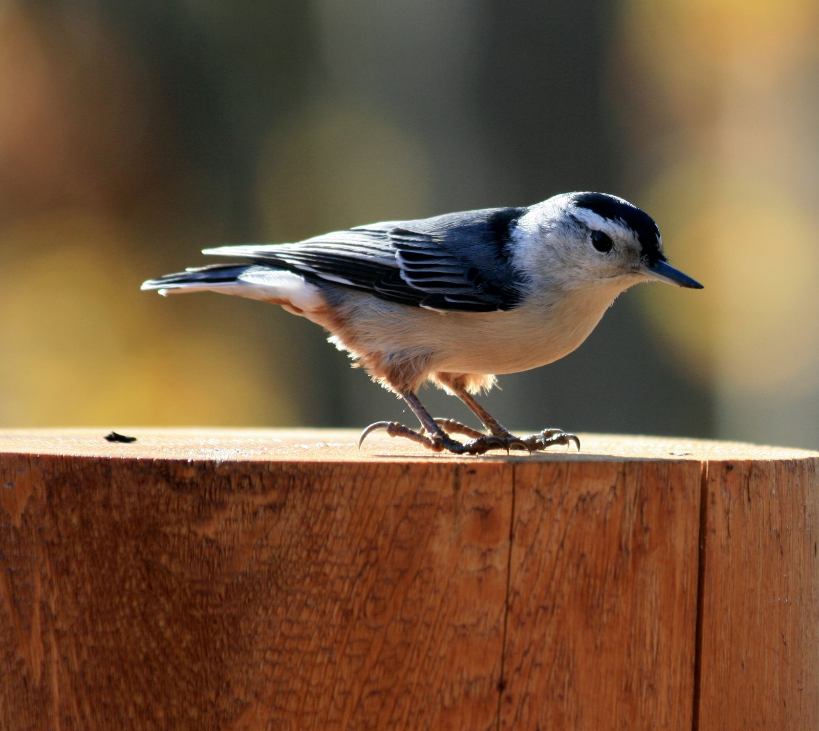 [nuthatch+on+log+deck.jpg]
