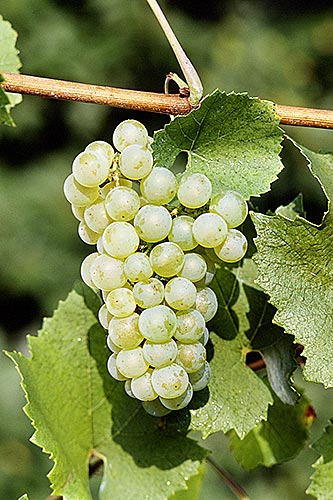 An Introduction To Chardonnay