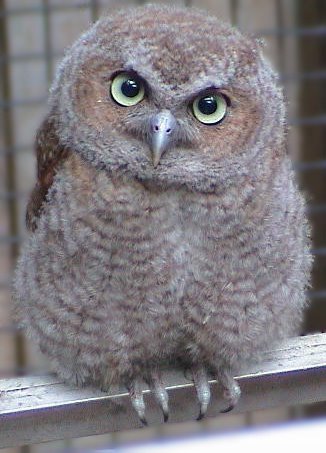 [owl]