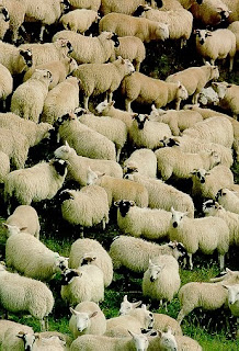 baa baa baa politics as usual