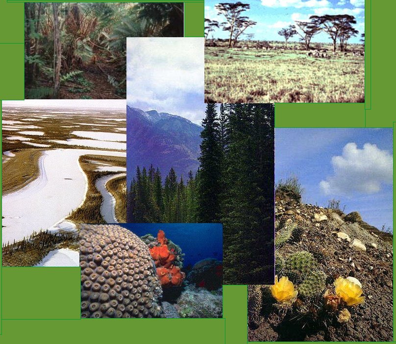 EL MUNDO Y SUS ECOSISTEMAS TIPOS Y CLASIFICACÓN DE LOS ECOSISTEMAS EL MUNDO Y SUS ECOSISTEMAS TIPOS Y CLASIFICACÓN DE LOS ECOSISTEMAS