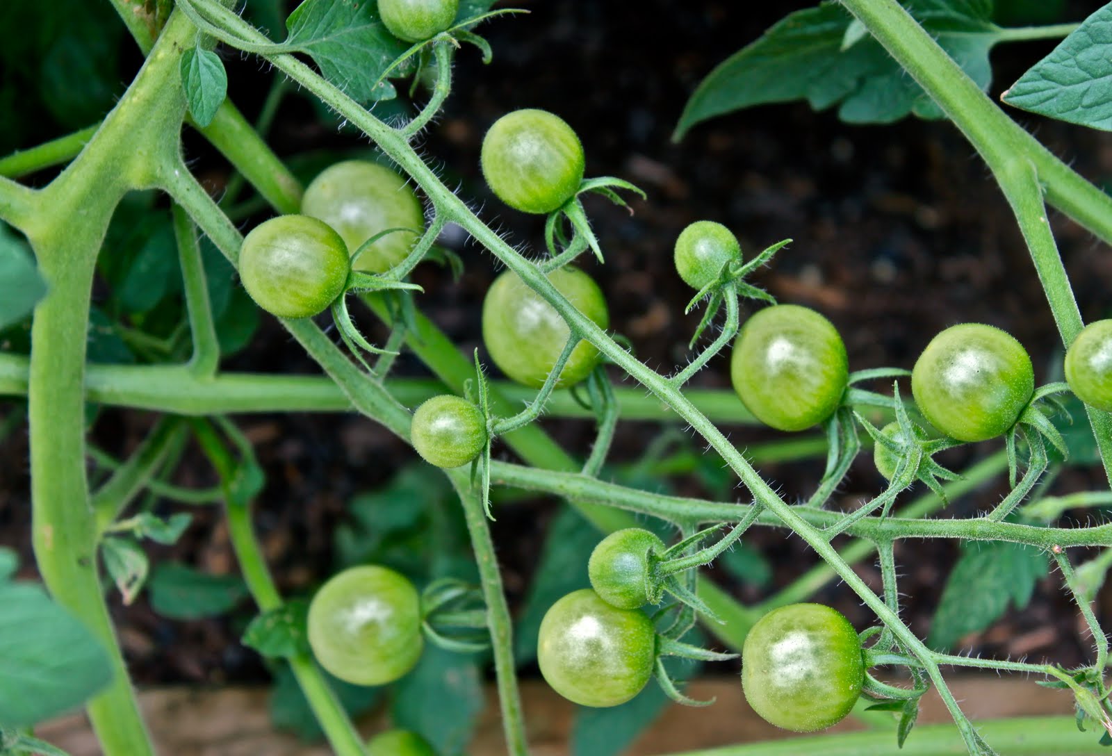 Fried Green Tomatoes with Marinara Sauce and Mozzarella La Bella Vita
