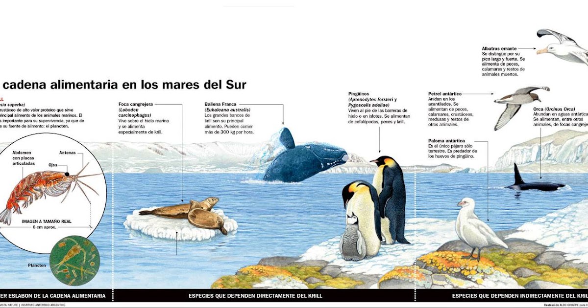 cadenas troficas en argentina biologia aplicada cadenas tr 243 fica de la patagonia argentina cadenas troficas en argentina biologia aplicada cadenas tr 243 fica de la patagonia argentina