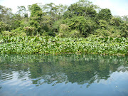 Manglar en Catemaco