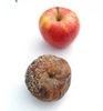 [apple10.JPG]