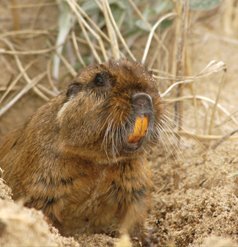 Tucu tucu de Pearson (Ctenomys pearsoni)