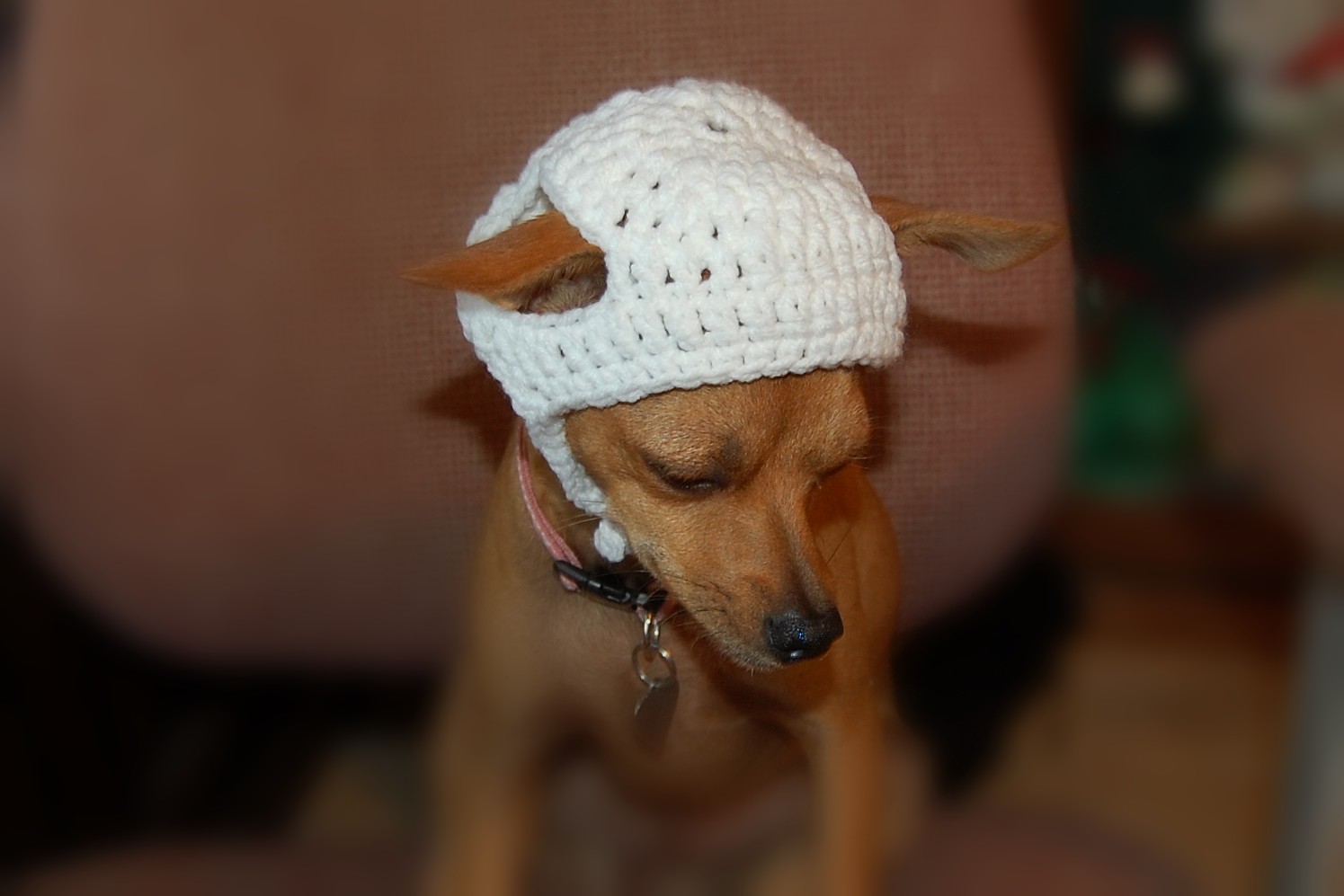 SMALL DOG SWEATER CROCHET PATTERN FREE PATTERNS