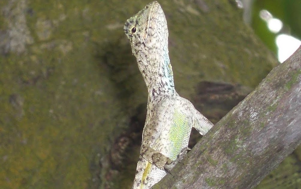 Photography & Me Common Gliding Lizard