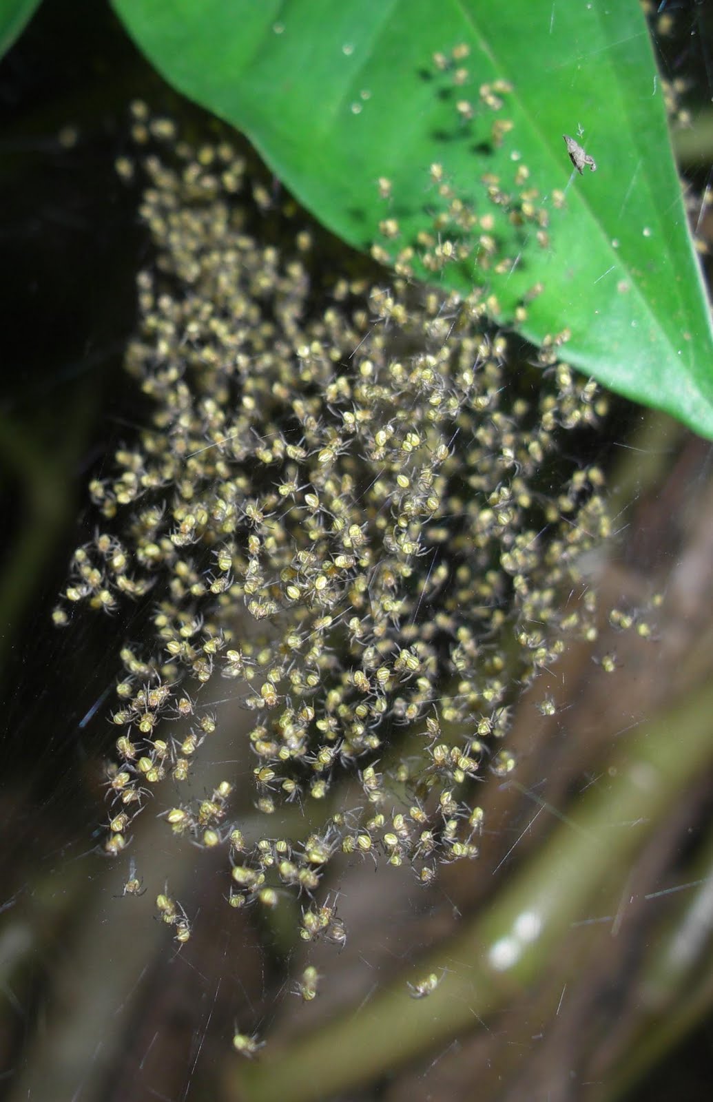 Photography &amp; Me Spider Eggs or Spiderlings?