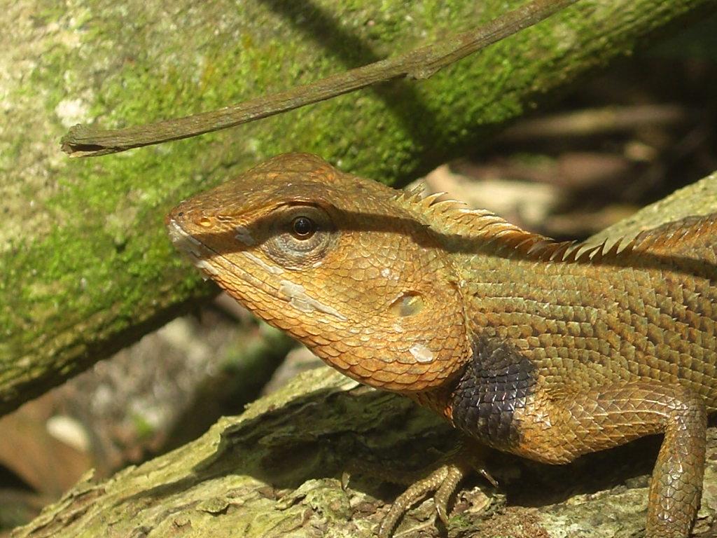 Photography & Me Sunbathing Lizards