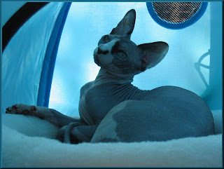 Dragonheart in his tent Dragonheart in his tent