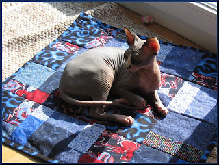Dragonheart on his quilt Dragonheart on his quilt