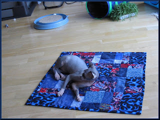 Dragonheart on his quilt Dragonheart on his quilt