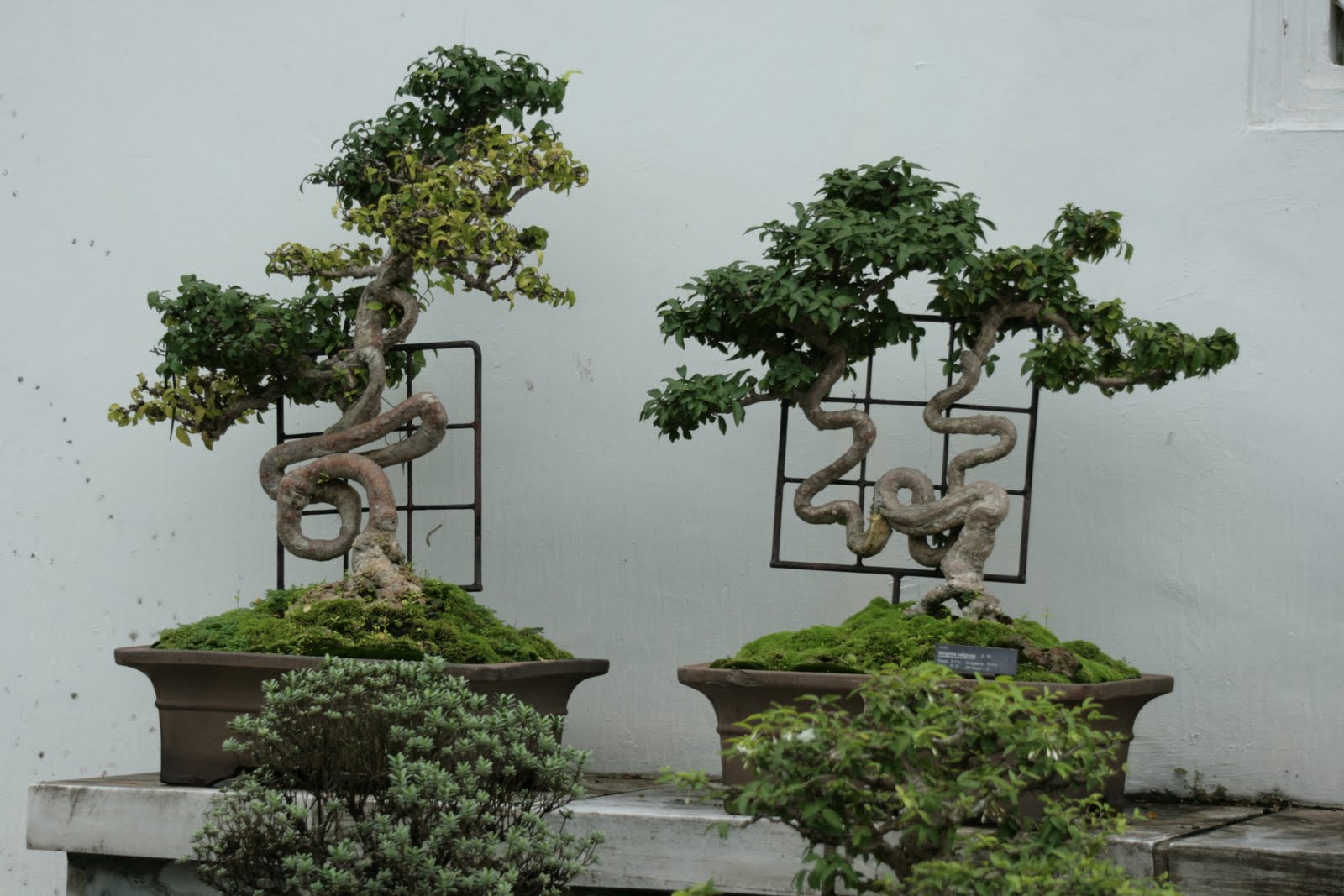 Bodhi Bonsai, Chennai, India Chinese Garden Singapore
