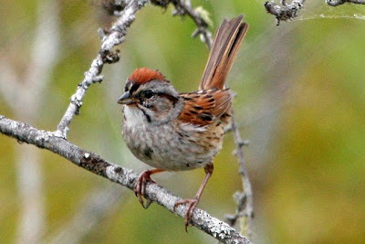 swamp sparrow
