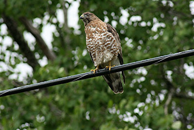  Tailed Hawk Drawing on Today We Saw This Handsome Red Tailed Hawk On The Power Lines