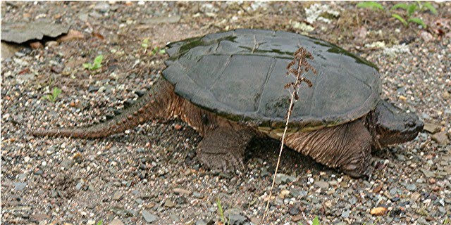 snapping+turtle+two.JPG