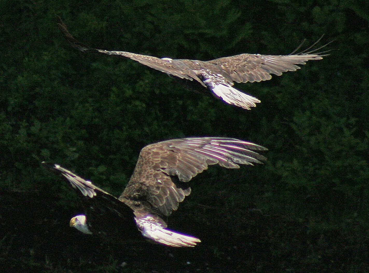 Eagles Flying Together