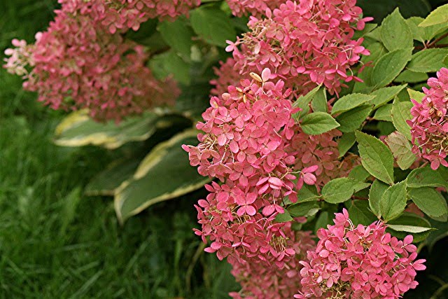 Compare Sun Burned To Fresh Annabelle Hydrangea Bloom Backyard