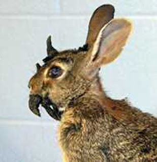 Real Jackalope Disease