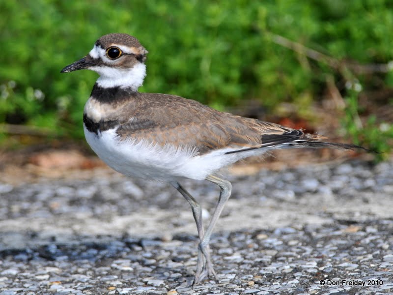 View from the Cape July 2010