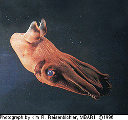 are squids carnivores are squids carnivores