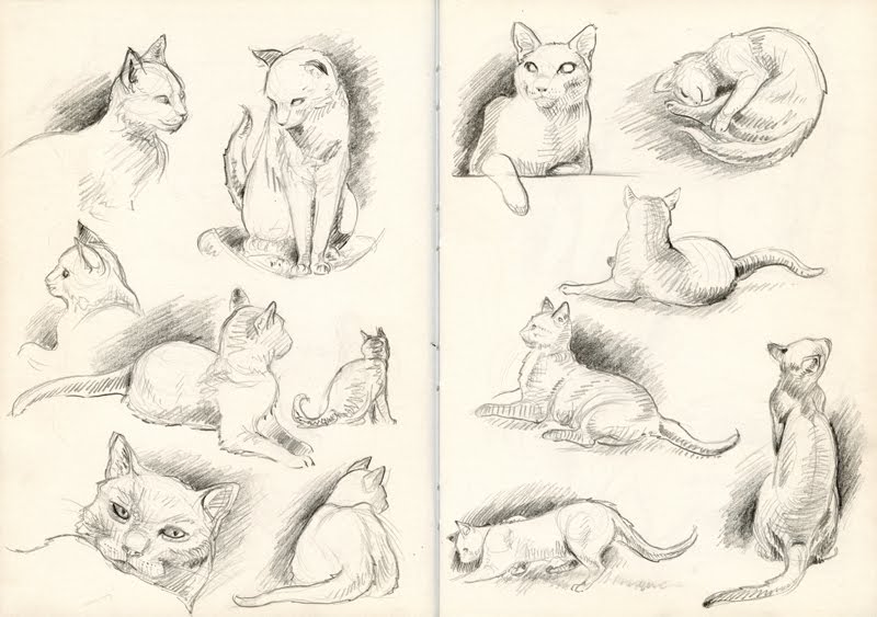 Толстые киски с разных ракурсов