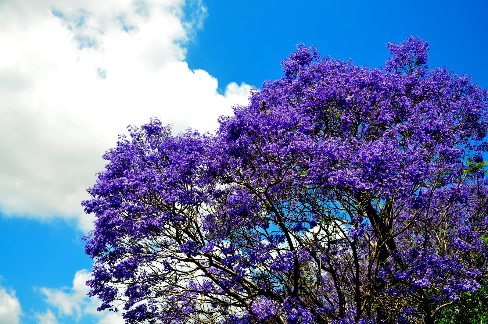http://2.bp.blogspot.com/_xUI_TZ77X5c/TNfu0eXP1yI/AAAAAAAAB9s/Q6CMQSBQ65M/s1600/072ed.jpg