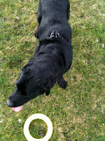slowly learning to drop things he's retrieved