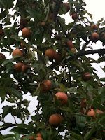 The Russet ~ Sheena's Favourite
