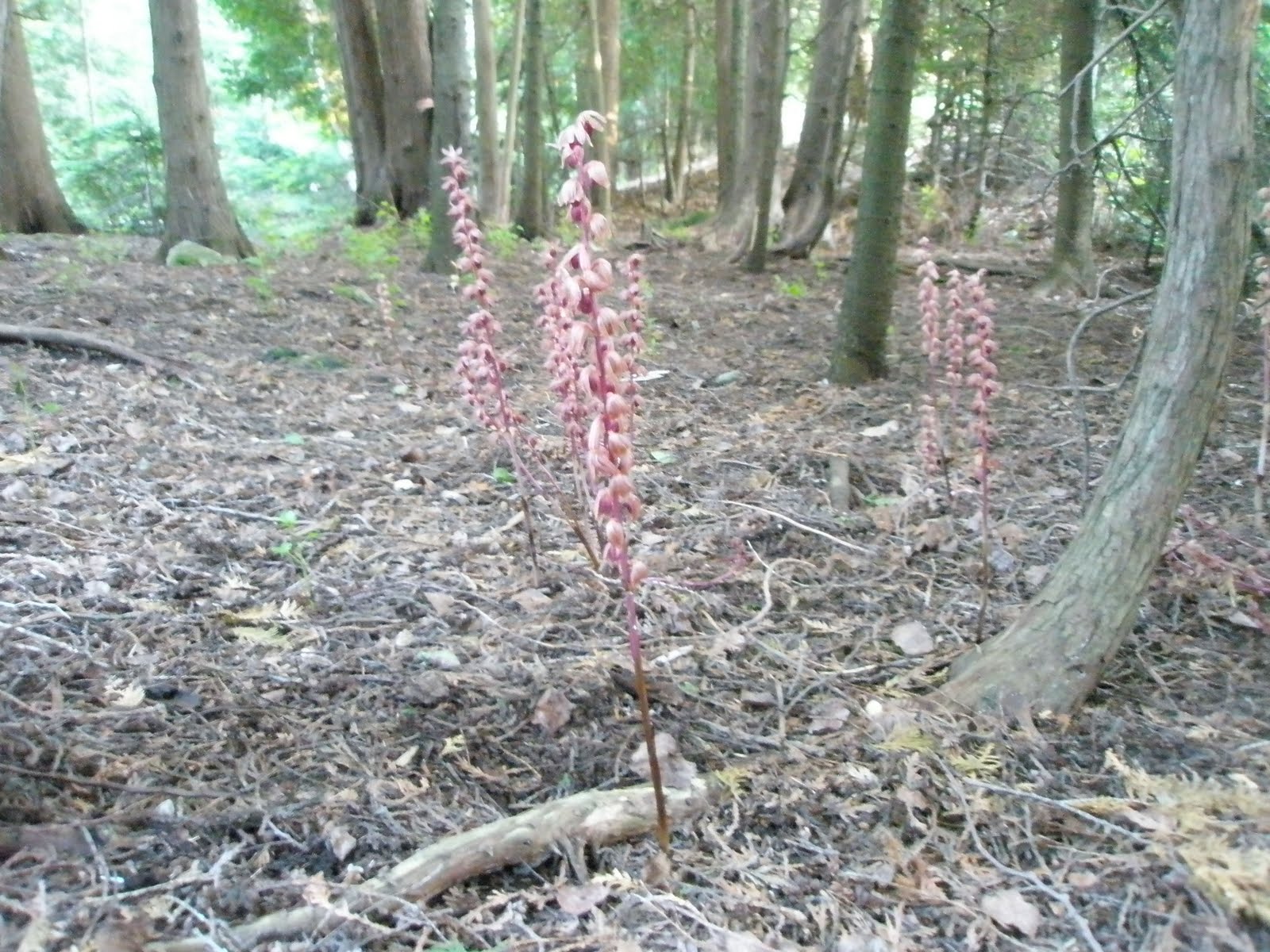 West Coast Orchid Enthusiasts ORCHIDELIRIUM Bruce Peninsula orchids