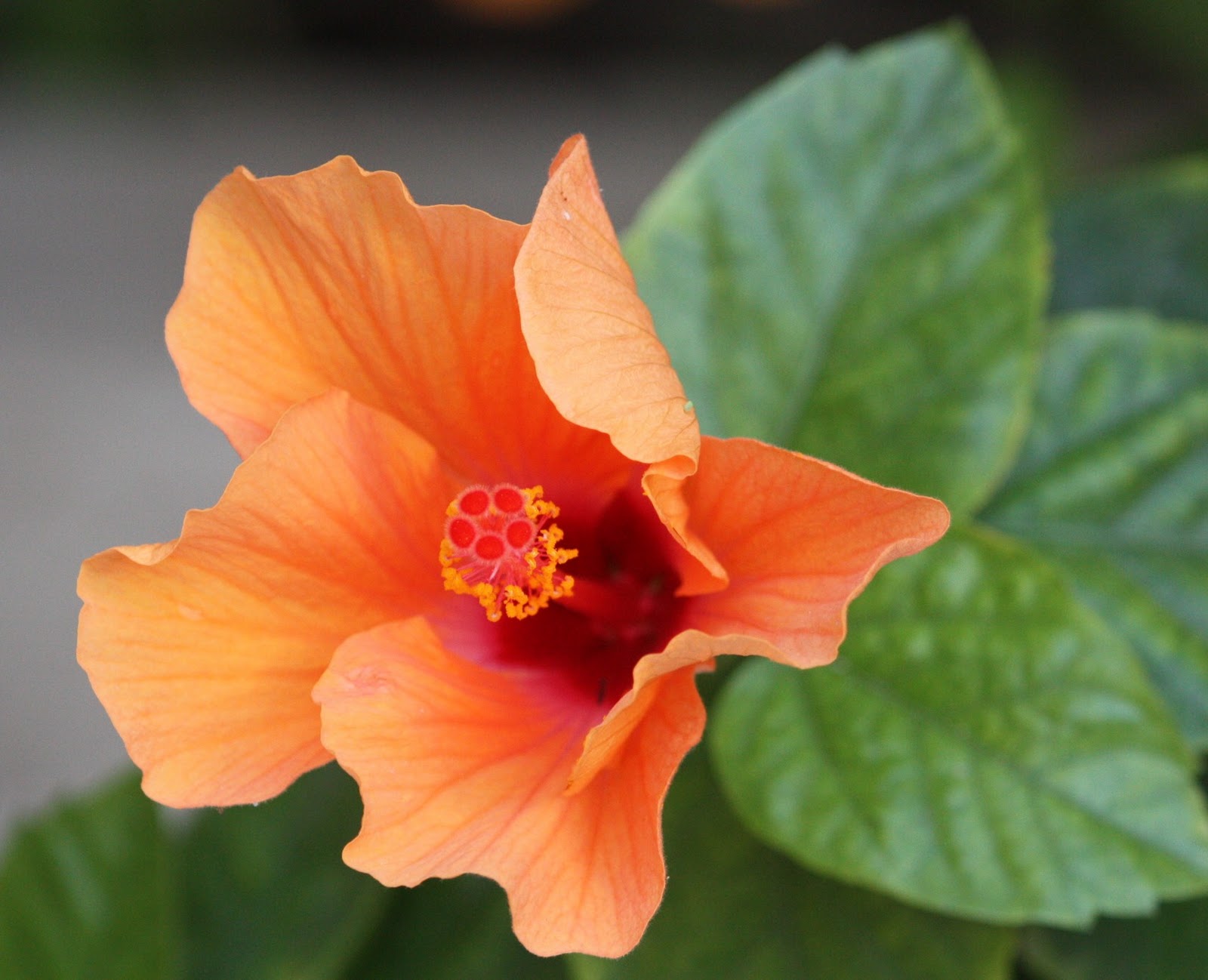 Plants in Egypt PLANTS IN ALEXANDRIA