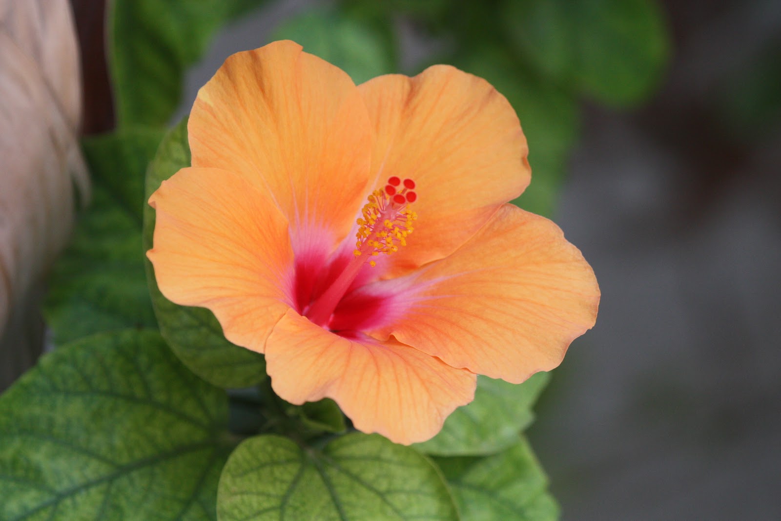 Plants in Egypt PLANTS IN ALEXANDRIA