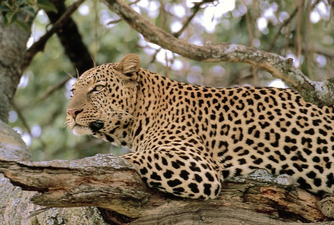 der leopard