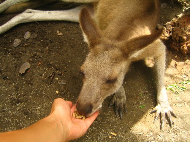 feeding a kangaroo
