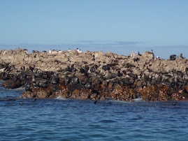 Just one or two seals!!