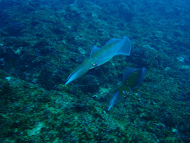 Cuttlefish on Marble Arch