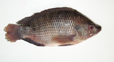 [tilapia.bmp]