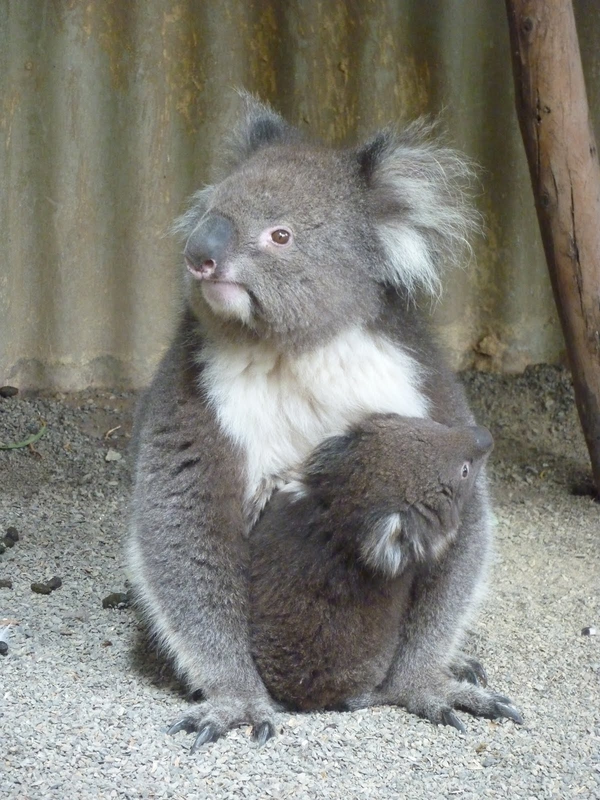 Smhuang S Travel Book Fauna On Kangaroo Island Jan 2010
