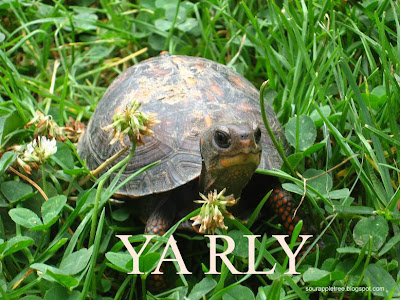 YaRLY_turt.jpg