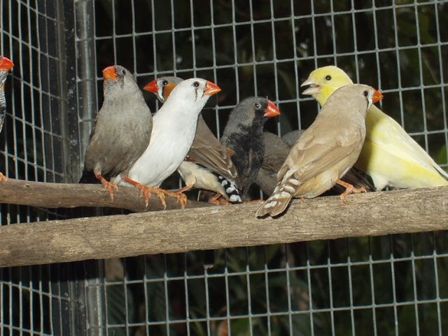 Australian birds in an Eltham back yard: Finches.