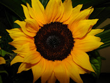 Girasol