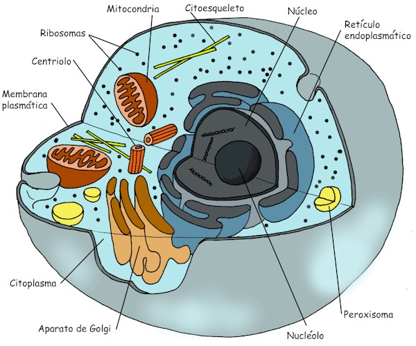 célula: Citoplasma