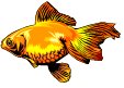[peixe.bmp]