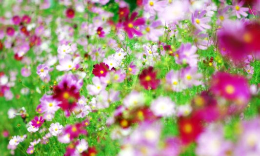 [fleurs+mariage.jpg]