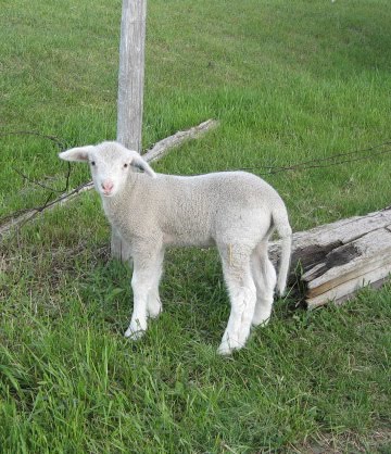 Columbia Lambs