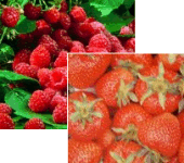 PYO Strawberries at Stonepitts Farm, Seal, Sevenoaks, Kent